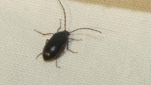 Réf. 362 467 : Hymenalia rufipes